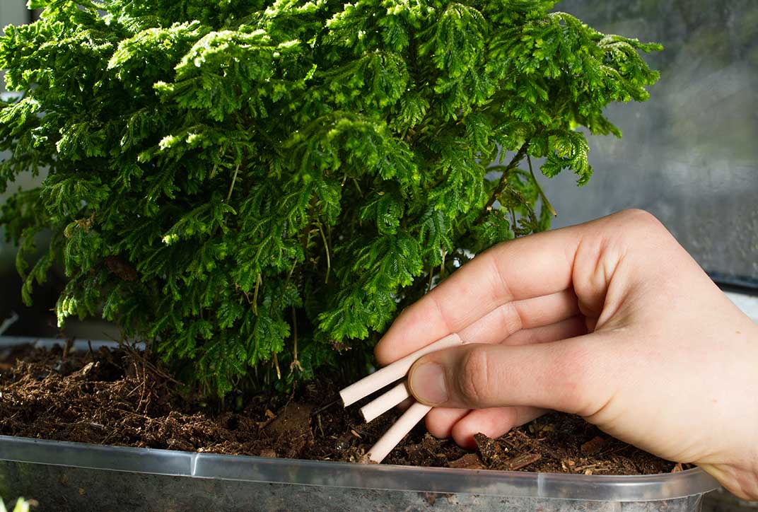 Eine Hand steckt Düngestäbchen in die Erde unter einer Pflanze.