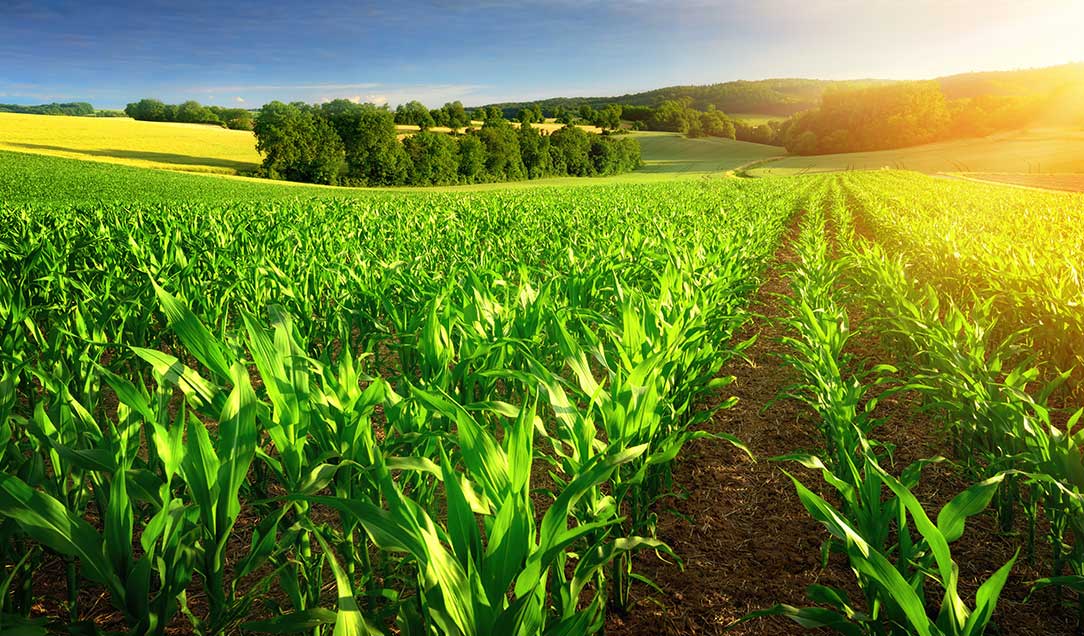 A cornfield in the sunshine
